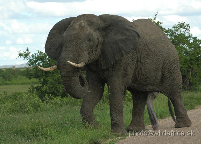 puku rsa 335.jpg - Kruger Elephant